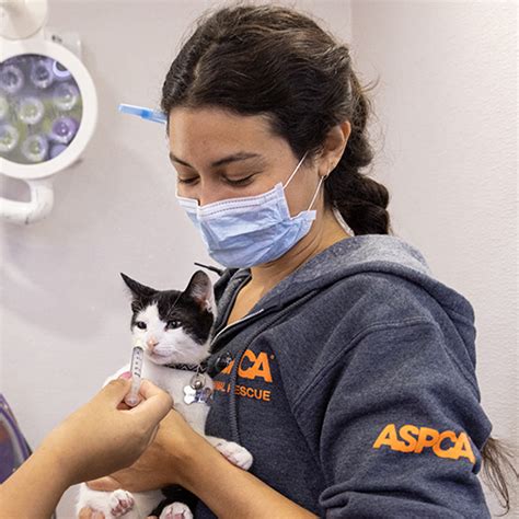 Aspca Careers Aspca Careers