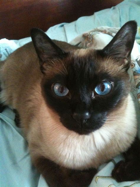 Beautiful Tonkinese Tonkinese Cat Beautiful Cats Pretty Cats Beautiful Tonkinese Tonkinese Cat Beautiful Cats Pretty Cats