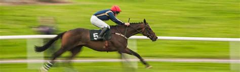 Beyond Racing Off The Track Thoroughbreds Excel In New Careers Beyond Racing Off The Track Thoroughbreds Excel In New Careers