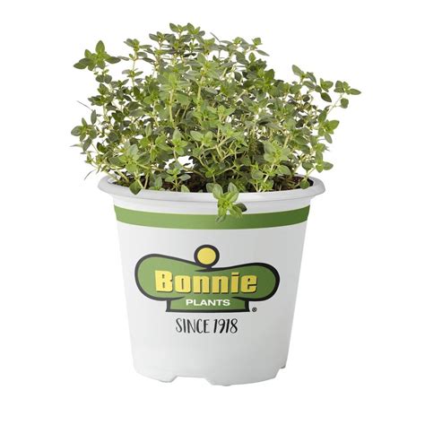 Bonnie Plants 4 5 In Lemon Thyme 5116 The Home Depot Bonnie Plants 4 5 In Lemon Thyme 5116 The Home Depot