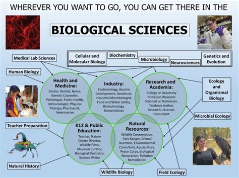 Careers In Biology Biology Careers In Biology Biology