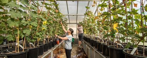 Careers In Horticulture Insight Charles Sturt University