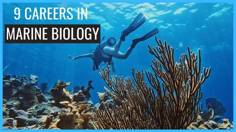 Careers In Marine Biology
