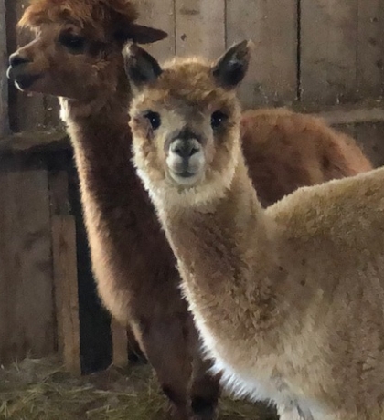 Careers Professionals Albert Bridge Alpacas Careers Professionals Albert Bridge Alpacas