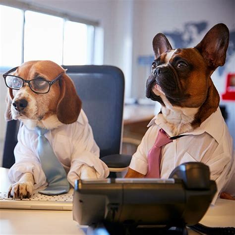 Careers With Dogs Remote