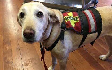 Dog Rescue Careers