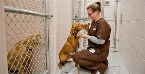 Dog Shelter Careers