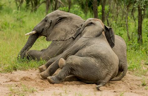 Drunk Elephants Mirror Online Drunk Elephants Mirror Online