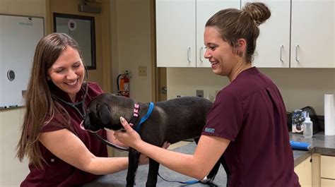 Dvm Careers