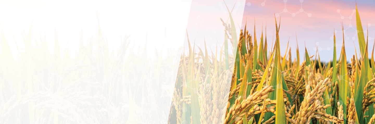 Fmc Corporation Careers Fmc Corporation Careers