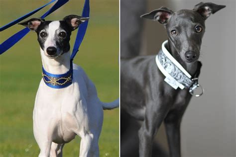 Greyhound Swaps Hands Between European Companies Wsj