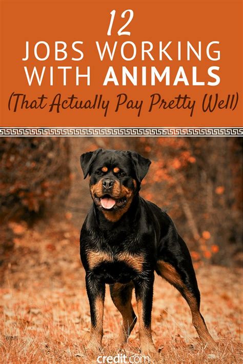 High Paying Careers Involving Animals
