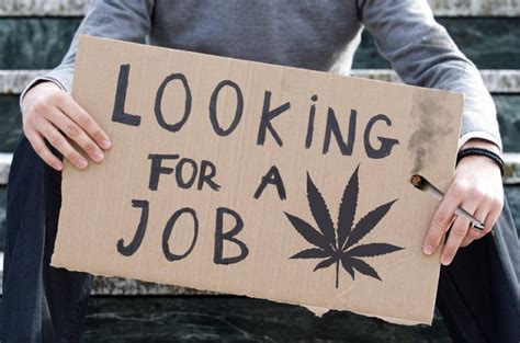Jobs At Marijuana Jobs Cannabis Careers