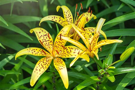 Lily Blooms Nude