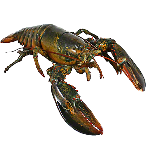 Live Seafood Delivery