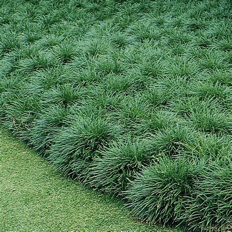 Mondo Grass Verdego Mondo Grass Verdego