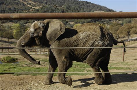 Pachyderm Pcs Elephant Finds New Home Courtesy Of Air Force Air Force Article Display Pachyderm Pcs Elephant Finds New Home Courtesy Of Air Force Air Force Article Display