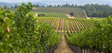 Responsibility E J Gallo Winery Responsibility E J Gallo Winery