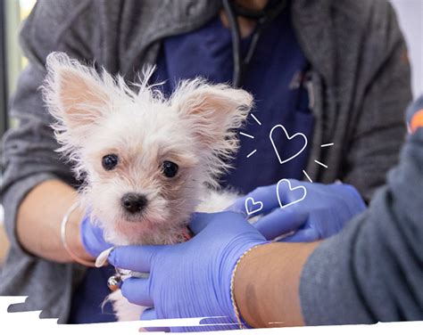 Search Jobs Aspca Search Jobs Aspca