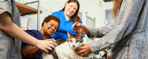 Simple Strategies To Retain Clients For Busy Veterinary Practices Simple Strategies To Retain Clients For Busy Veterinary Practices