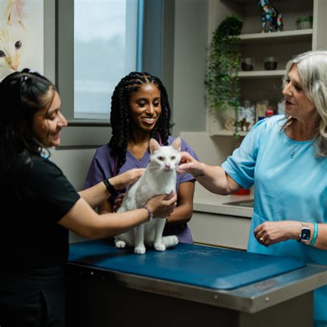 Veterinary Relief Staffing Recruitment For Animal Hospitals Veterinary Relief Staffing Recruitment For Animal Hospitals
