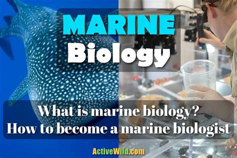 What Is Marine Biology Job At Buddy Franzen Blog What Is Marine Biology Job At Buddy Franzen Blog