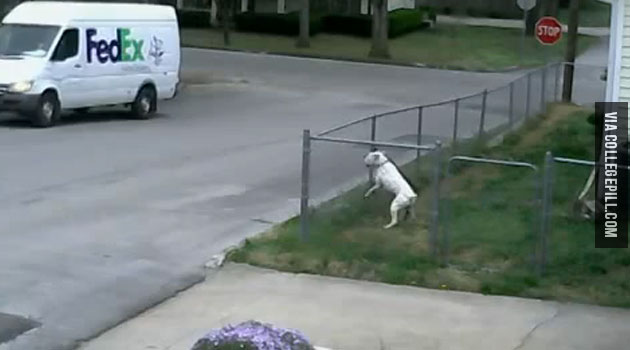 Woman Follows Fedex Driver After They Fail To Deliver Macbook Woman Follows Fedex Driver After They Fail To Deliver Macbook